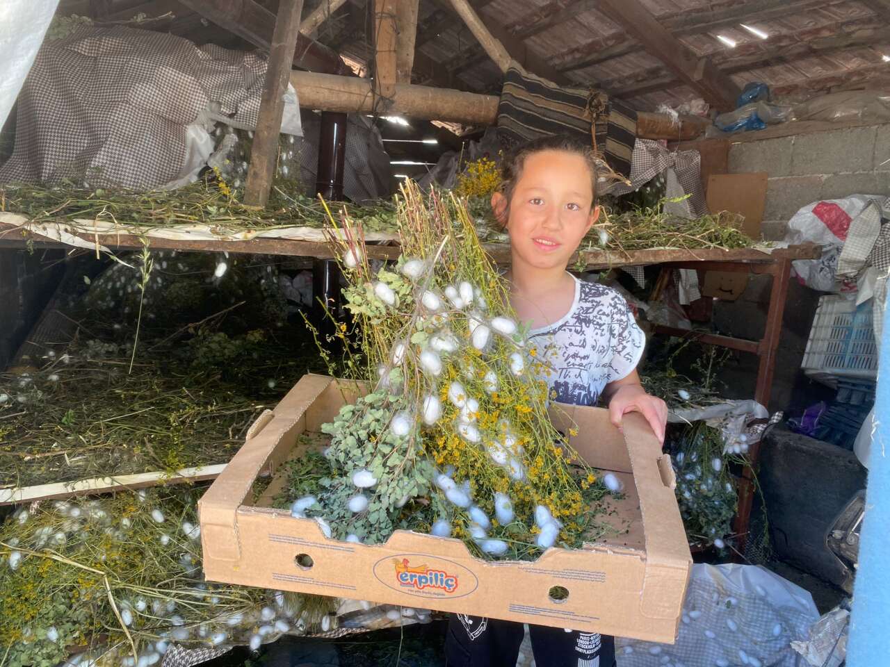 Muğla Köyceğiz’de Beyaz Altın Hasadı Başladı: Bir Böcekten Binlerce Metre İpek Çıkıyor 3